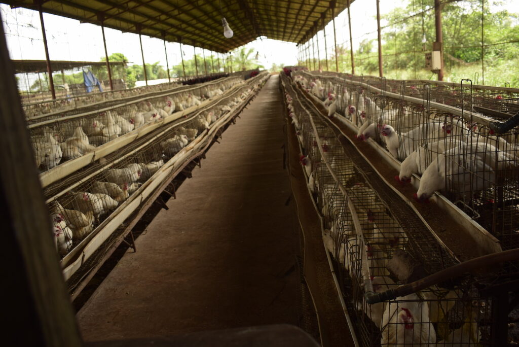 List Of Poultry Farms In Delta State